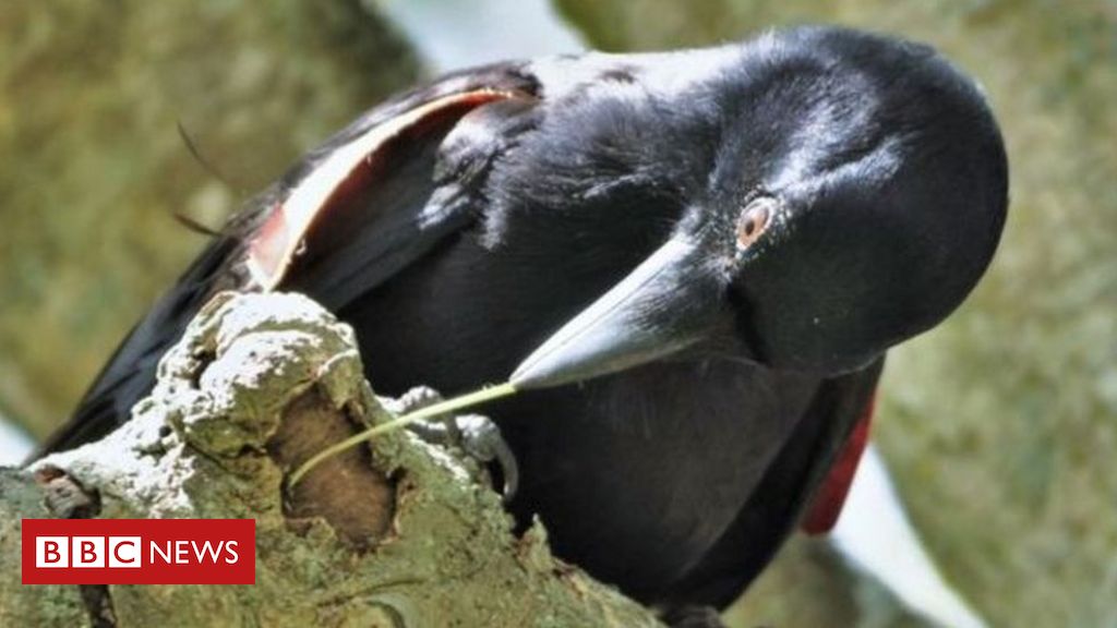 Cientistas descobrem ave que inventou ferramenta para alcançar presas - BBC News Brasil