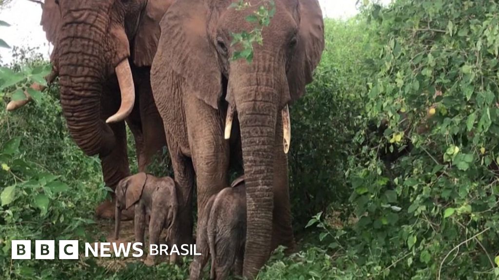 O raro nascimento de elefantes gêmeos registrado no Quênia