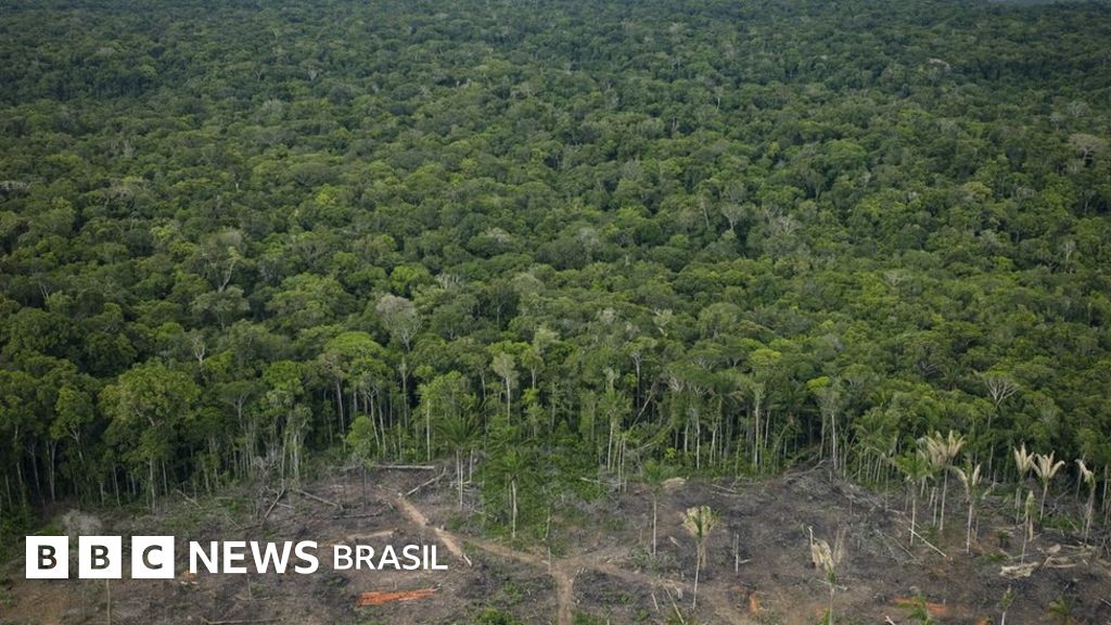 Professor de Harvard considera cenário polêmico: 'Quem vai invadir o Brasil para salvar a Amazônia?'