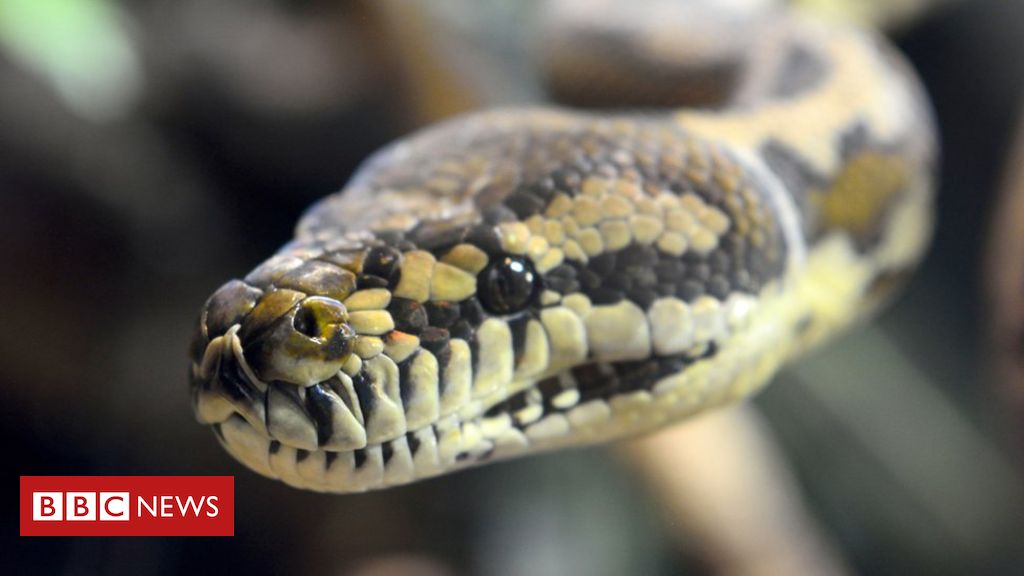 O homem que recebeu picadas de 200 cobras em nome da ciência - BBC News  Brasil