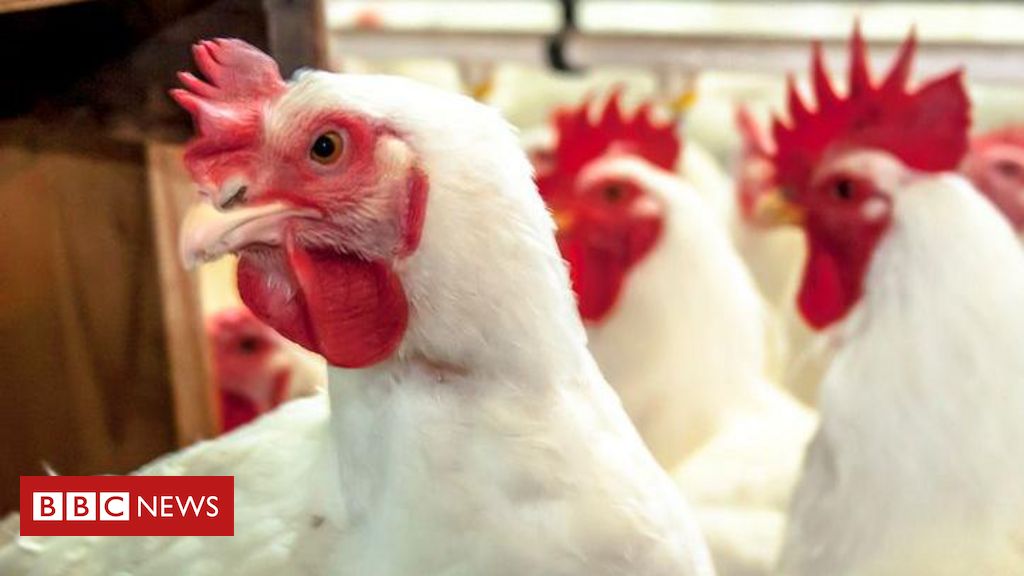 Gripe aviária: qual o risco de doença se espalhar pelo Brasil?
