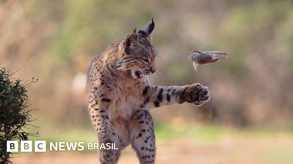 A imagem de lince brincando com 'roedor voador' que venceu concurso internacional de fotos de natureza