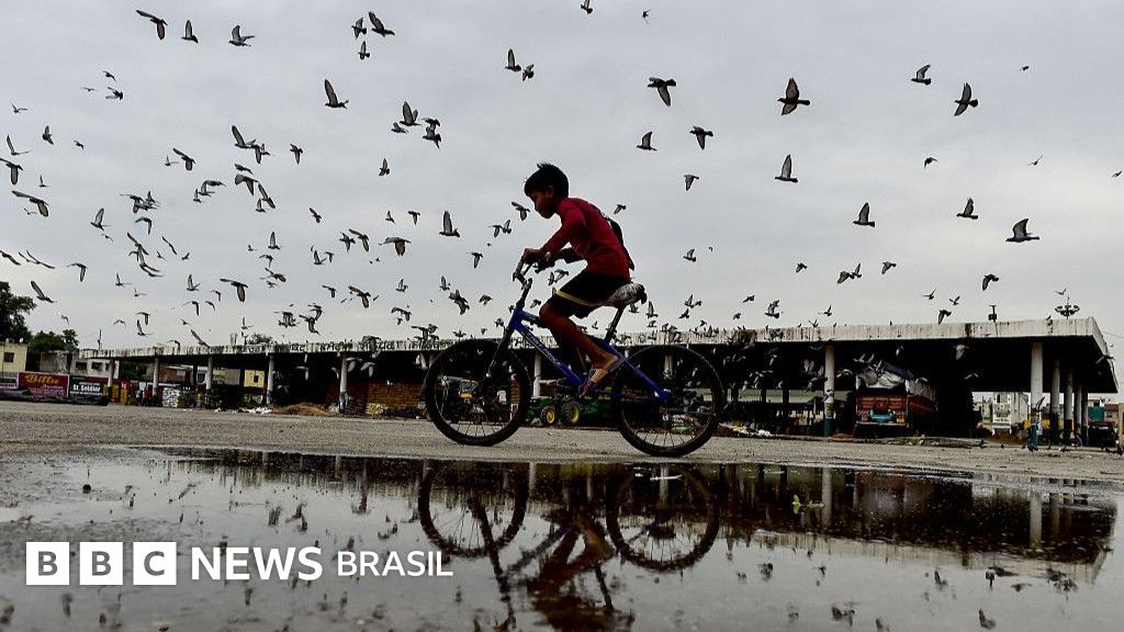 A briga na Índia sobre proibição de alimentar pombos