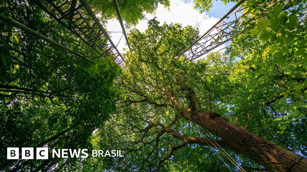 O gigantesco experimento com árvores antigas que renova esperança no combate às mudanças climáticas