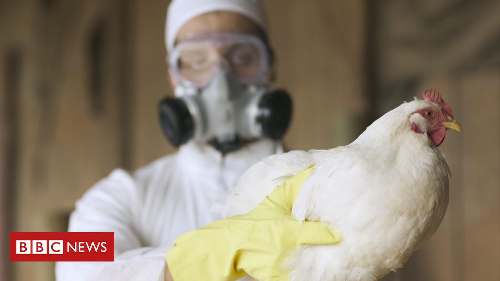 Gripe aviária: por que cientistas alertam que doença pode causar próxima pandemia