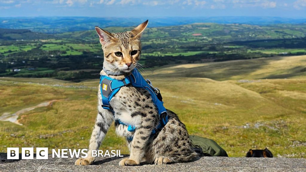 Gatos gostam de ser levados para passear ou isso é apenas um capricho dos tutores?