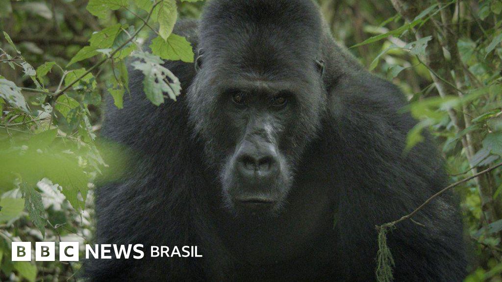 Cinegrafista conta como foi conviver com grupo de gorilas por três meses