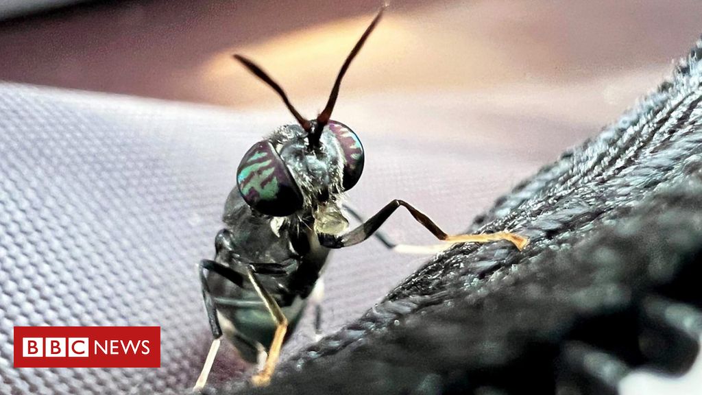 O pequeno inseto com grande apetite que transforma resíduos orgânicos em fertilizante sustentável