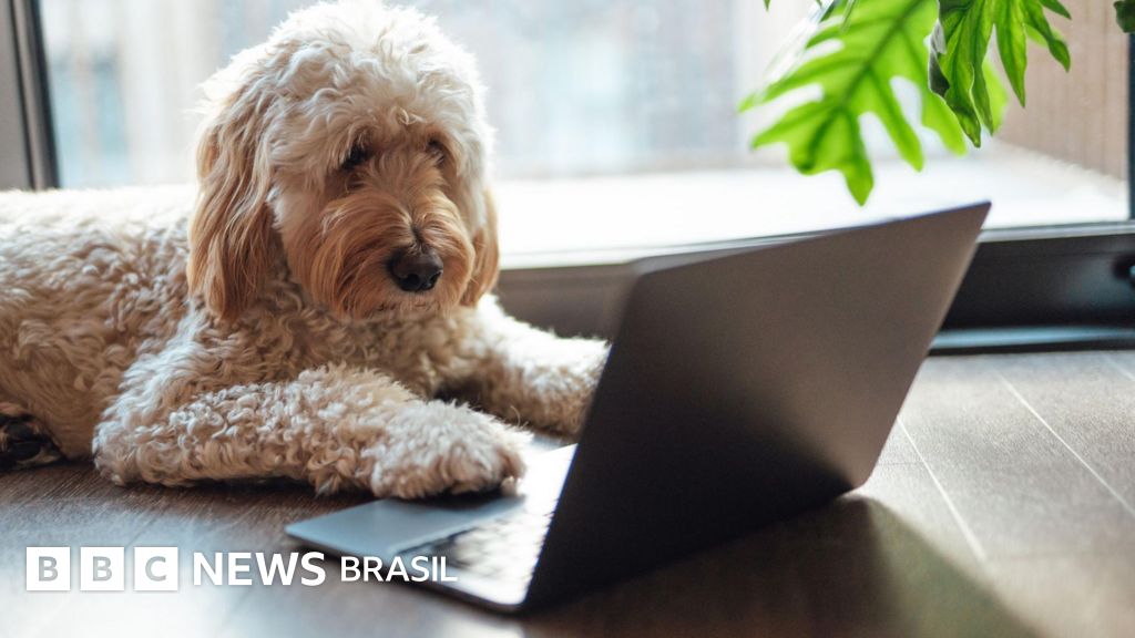 Estamos perto de entender o que os animais querem dizer para nós?