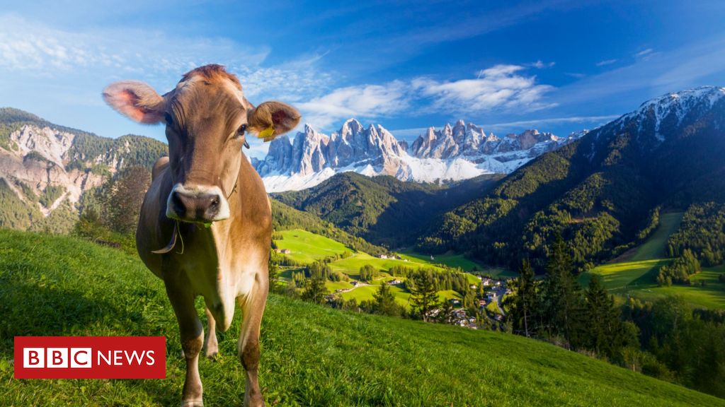 Vacas têm uma linguagem própria?