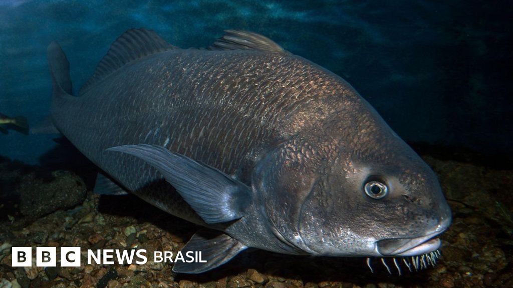 O peixe minúsculo que é o 'mais barulhento' já achado por cientistas