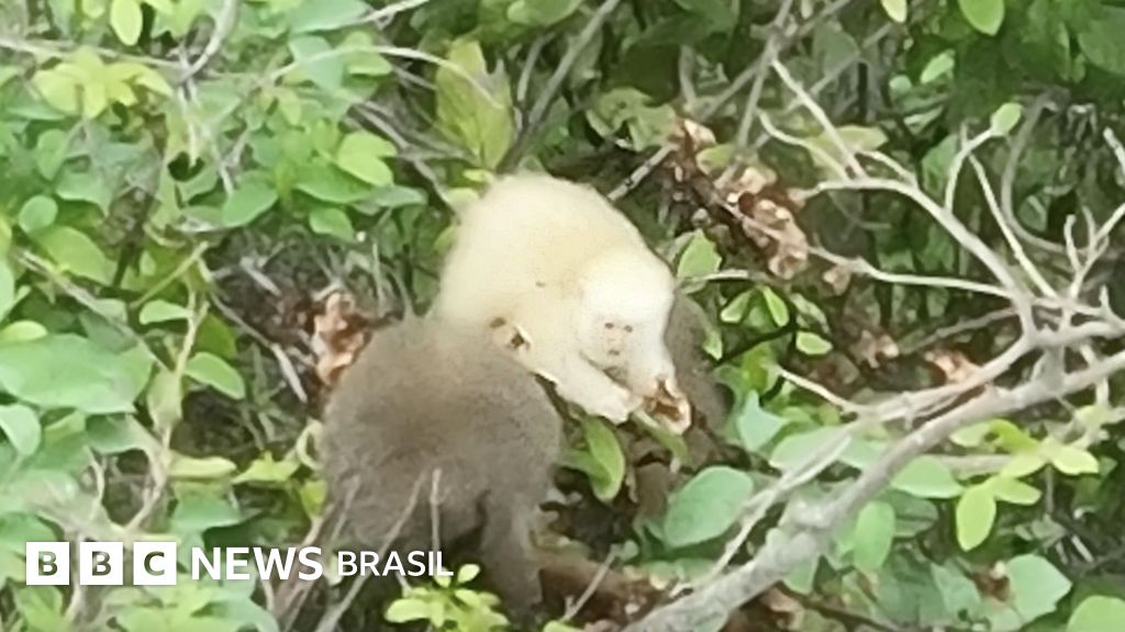 O que primeiro registro de sauá albino na Mata Atlântica representa para o meio ambiente