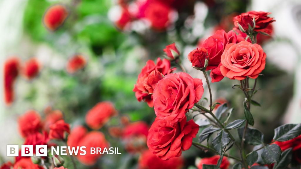 Como rosas vermelhas viraram símbolo da globalização