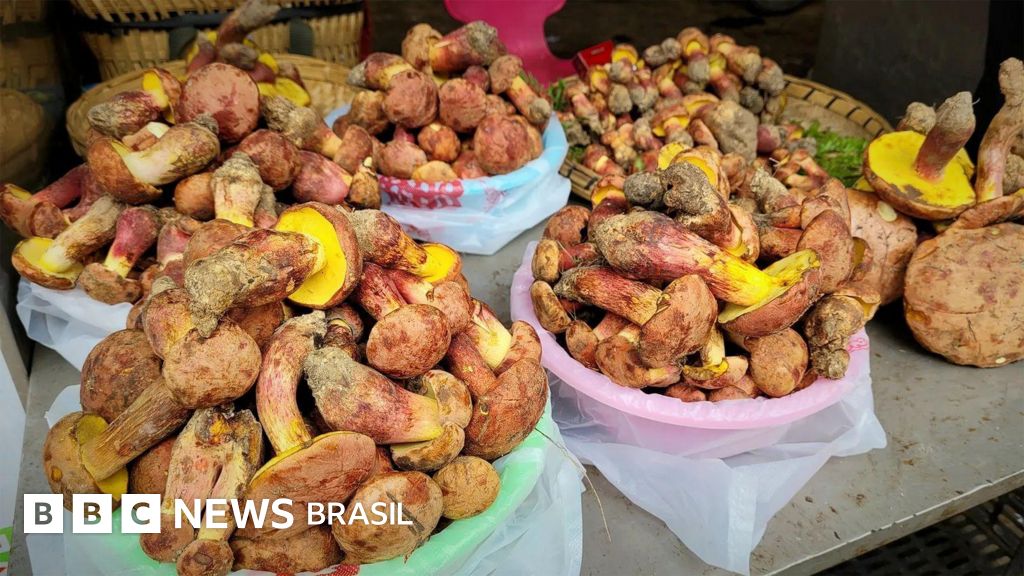 O misterioso cogumelo que faz as pessoas verem 'pessoinhas'
