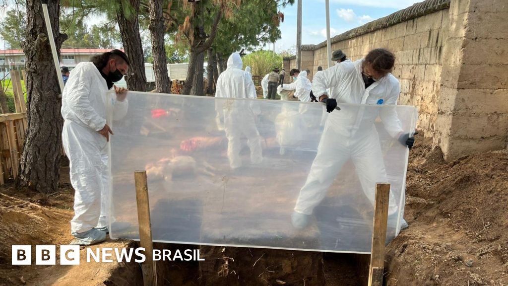 Os porcos e insetos que ajudam a encontrar desaparecidos no México