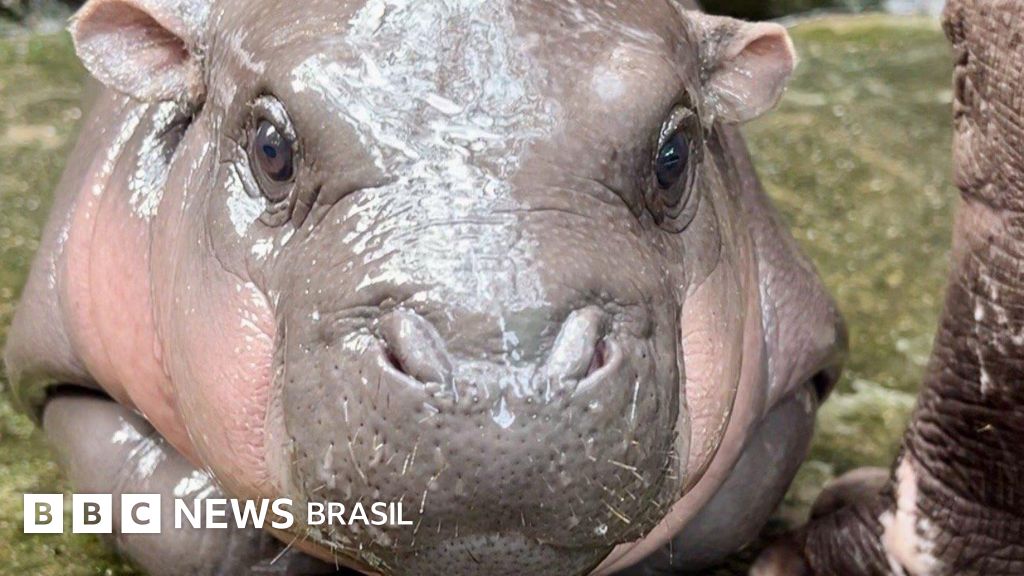 Por que bebê hipopótamo viral está pagando o preço pela fama