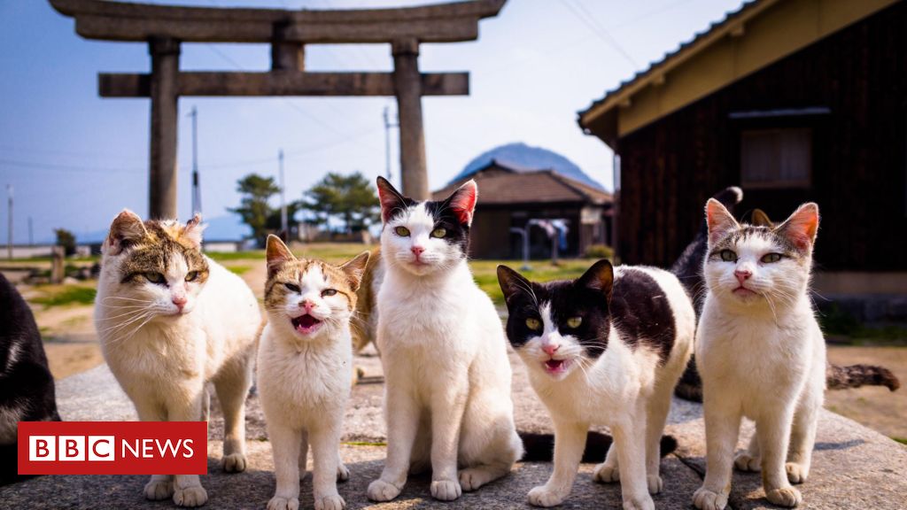 novo jogo do gato japonês da Google 