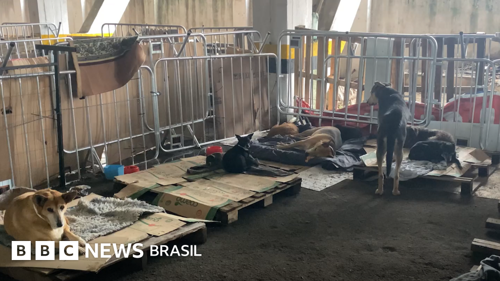 O estádio mais antigo do Brasil que virou abrigo para cães no Rio Grande do Sul