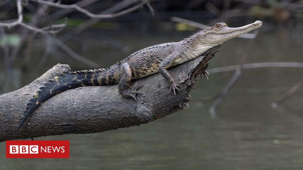 As incríveis novas espécies de animais descobertas na Bacia do Congo