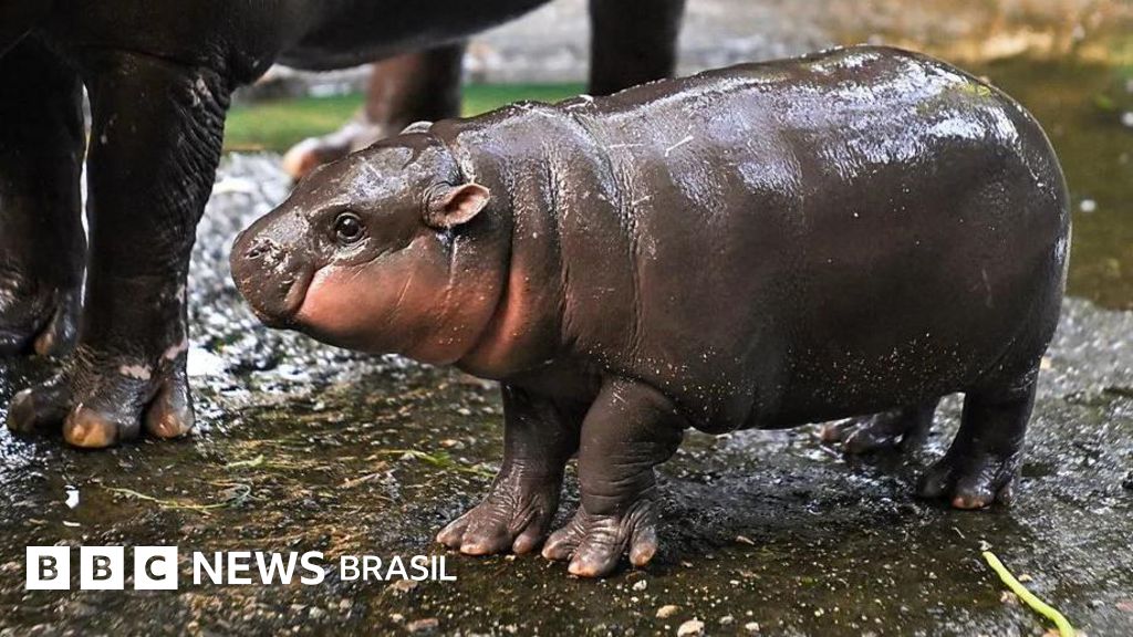 O ambiente ameaçado do bebê hipopótamo que se tornou sensação mundial na internet
