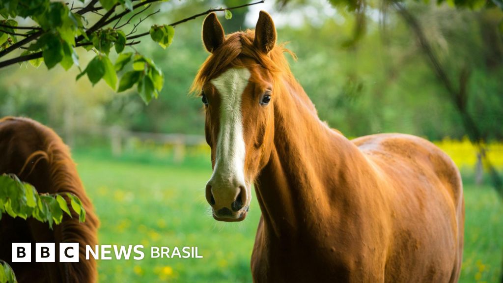 Cavalos têm inteligência para se planejar e criar estratégias, revela novo estudo