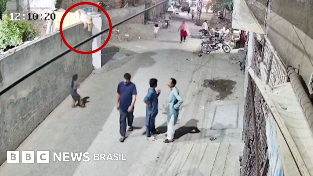 Veja o momento em que filhote de leão ataca mulher em rua do Paquistão