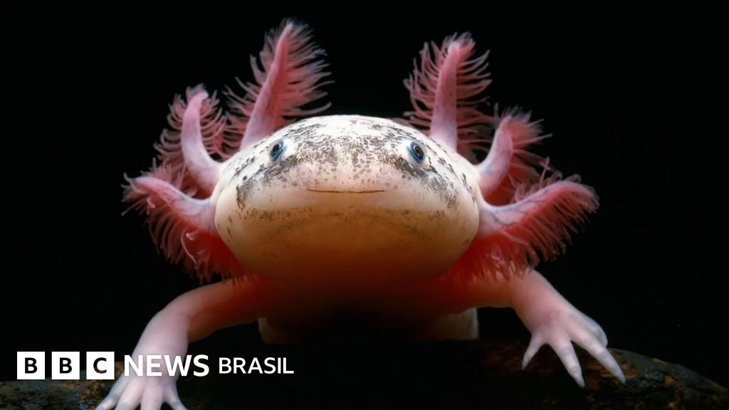 10 experiências fantásticas com a vida selvagem ao redor do mundo