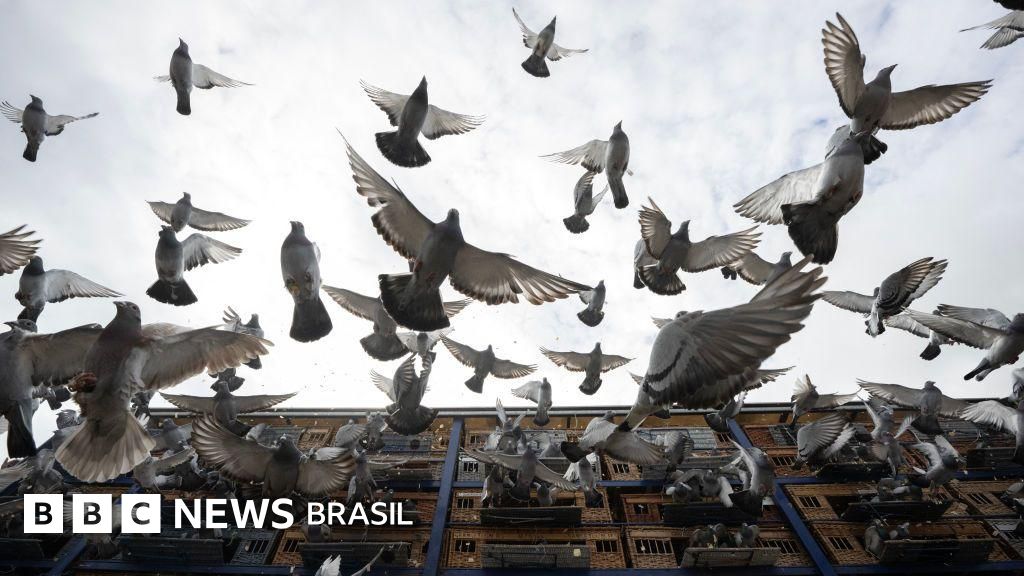 Como pássaros, queijos e vinho podem causar doenças pulmonares