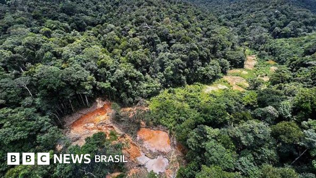 Como a degradação da Amazônia aumenta o risco de novas pandemias