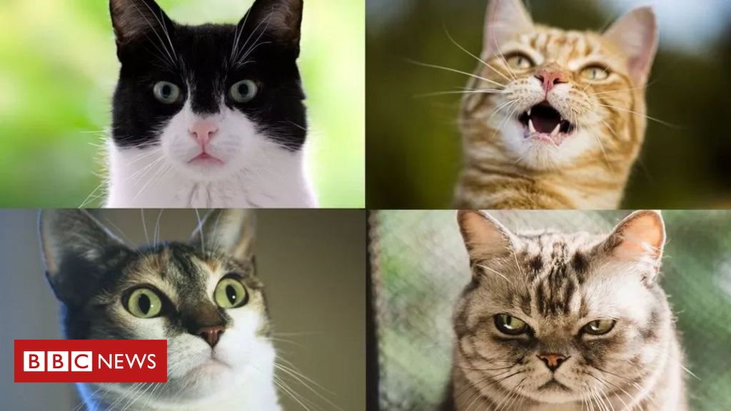 7 espécies de gato que talvez você não conheça