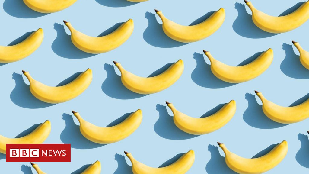 A nova cepa de fungo que ameaça extinguir as bananas em todo o mundo