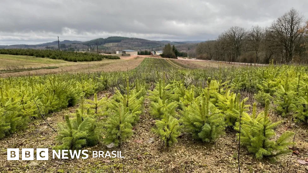 Como as árvores de Natal impactam o meio ambiente na França