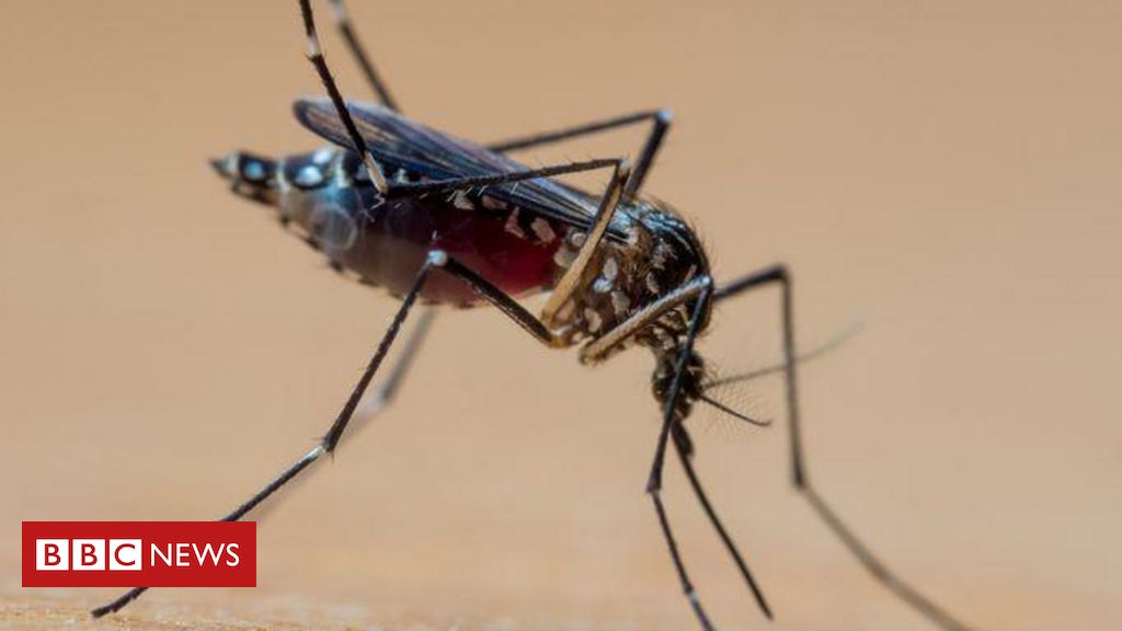 A 'tempestade perfeita' que explica explosão de casos de dengue no Brasil