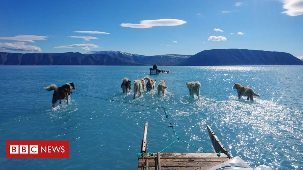 'Gelo derreteu sob nossos pés': a dramática foto de huskies correndo sobre água que revela rápido degelo da Groenlândia