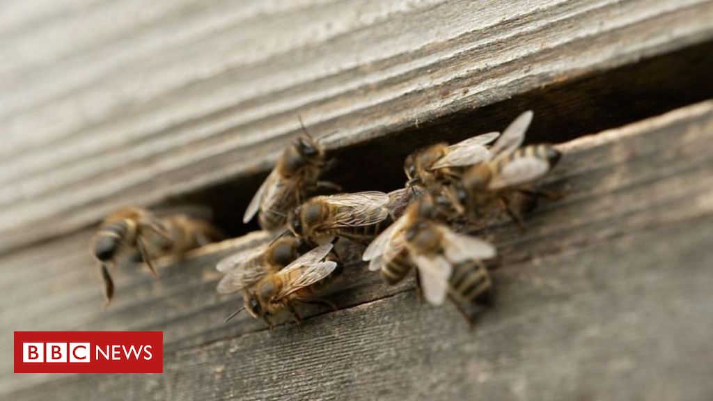 Como as abelhas podem ajudar famílias atingidas por guerras