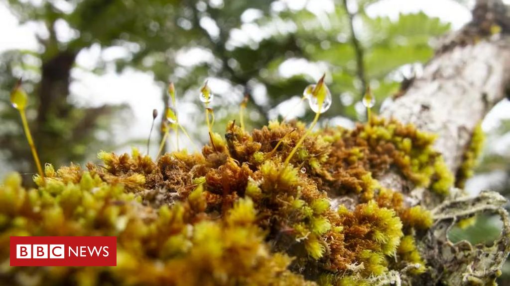 The secret of moss is the ancestor of all plants and vital to our planet