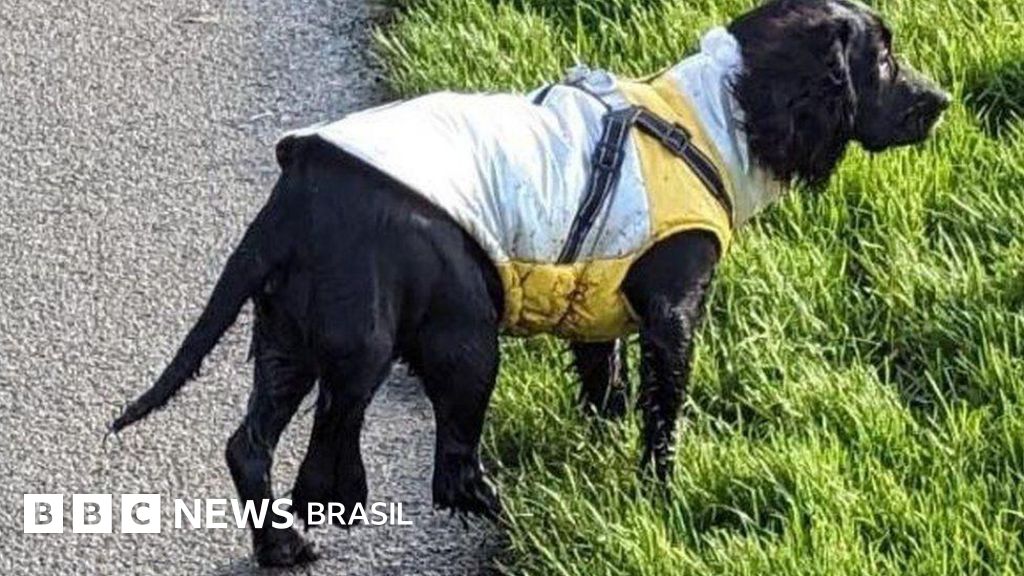 A cachorra de seis patas que causou comoção ao ser abandonada e recebeu onda de doações