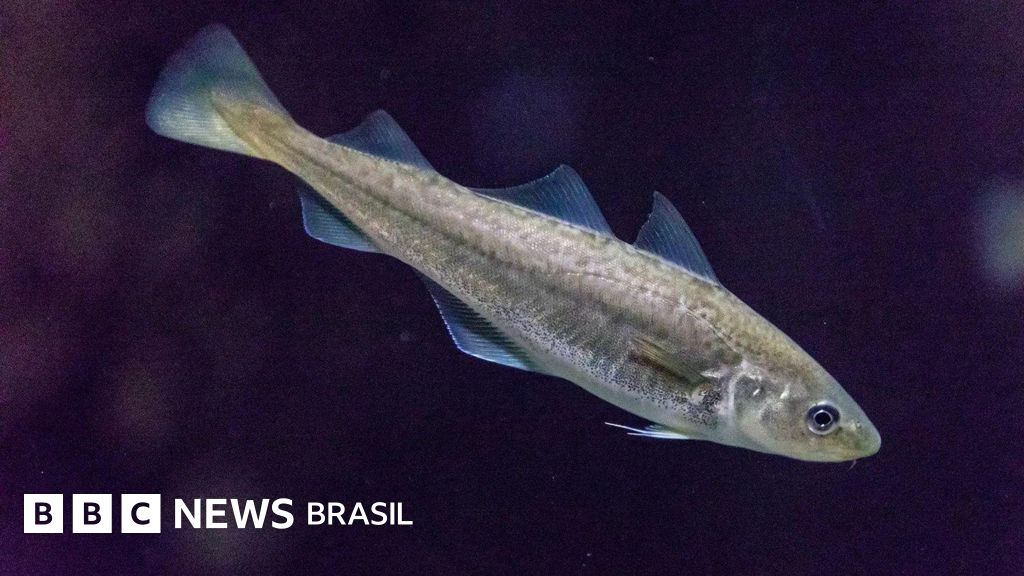 O misterioso mundo dos peixes que se comunicam por zumbidos e puns