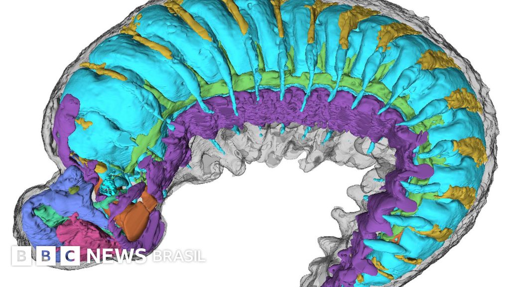 O raio-x que revela anatomia de inseto que viveu há meio bilhão de anos