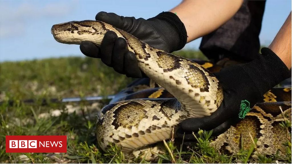 Os caçadores de cobras dos EUA que lutam contra pítons gigantes