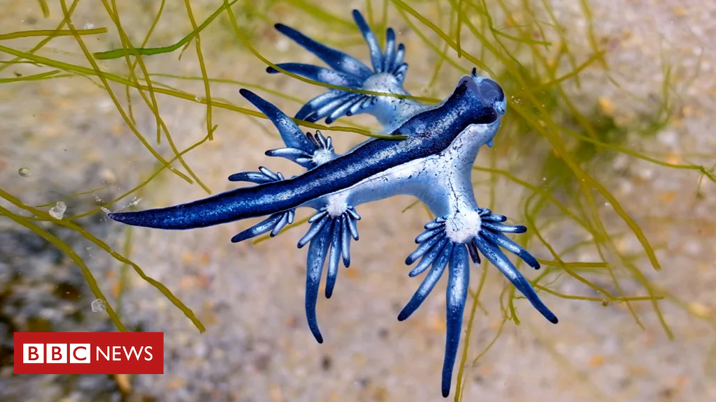 'Olhe, mas não toque': os raros 'dragões azuis' que estão invadindo praias nos EUA