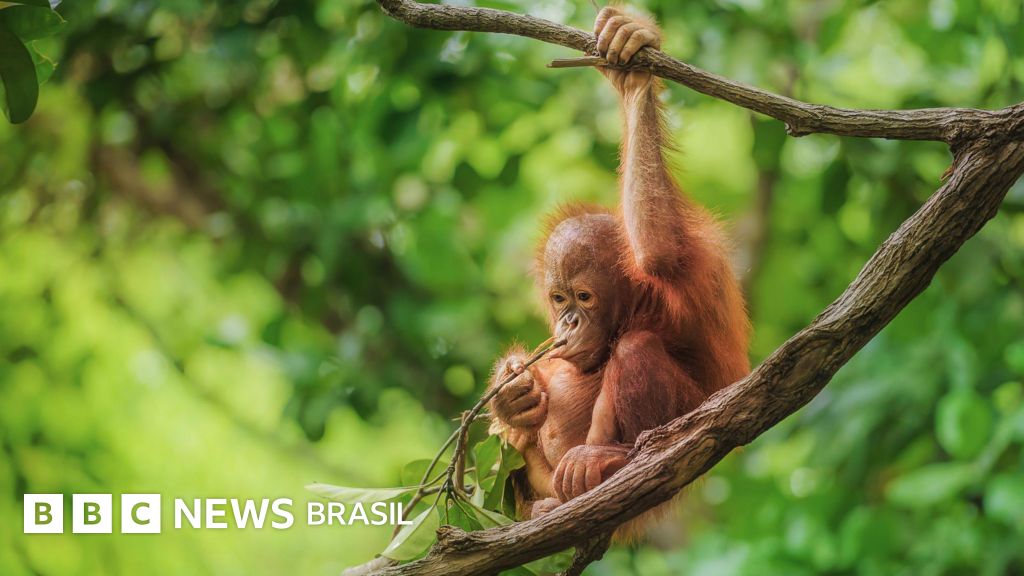 5 formas comprovadas de proteger o planeta e reverter a destruição ambiental