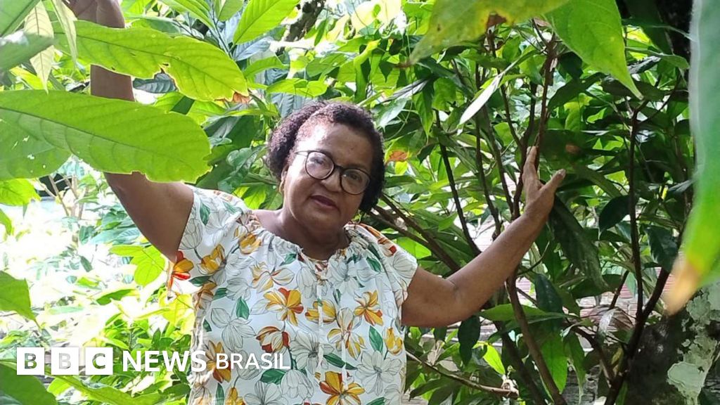 O preço do cacau bateu recorde e deixou produtores da Bahia eufóricos — mas aí veio o 'banho de água fria'