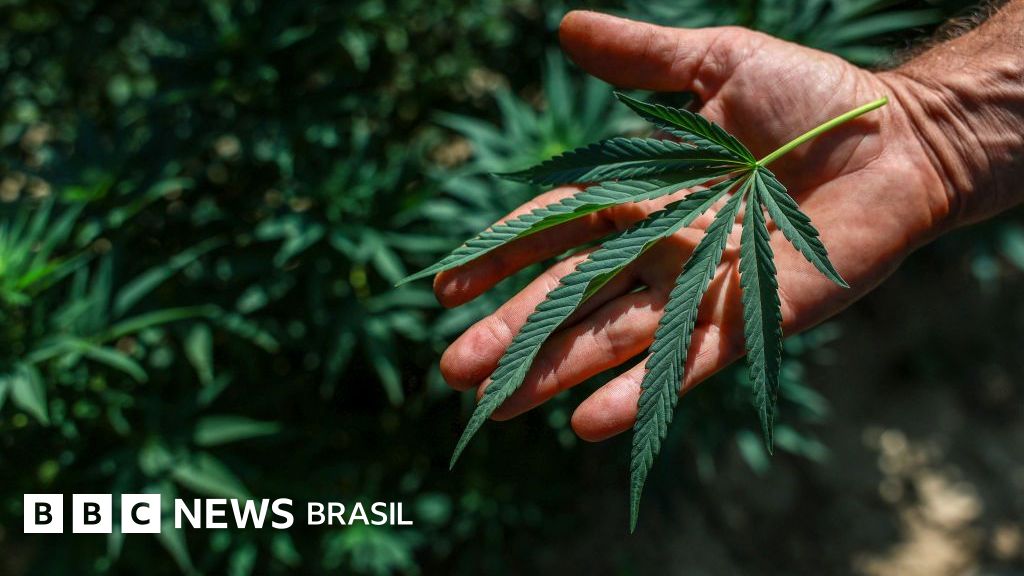 Anvisa libera cultivo de cannabis medicinal no Brasil e amplia acesso a medicamentos; entenda o que muda