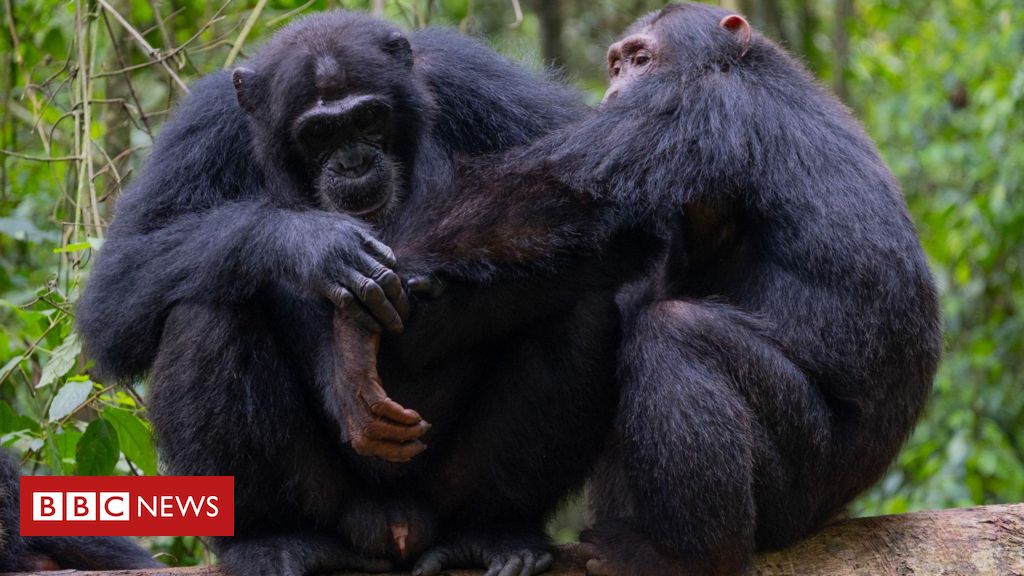 Chimpanzés selvagens são filmados usando 'primeiros socorros da floresta'