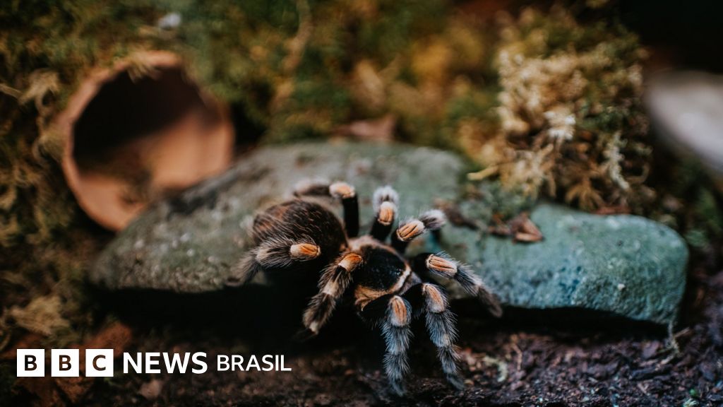 Por dentro do mercado ilegal de aranhas que movimenta milhões no Brasil: 'Febre na classe média'
