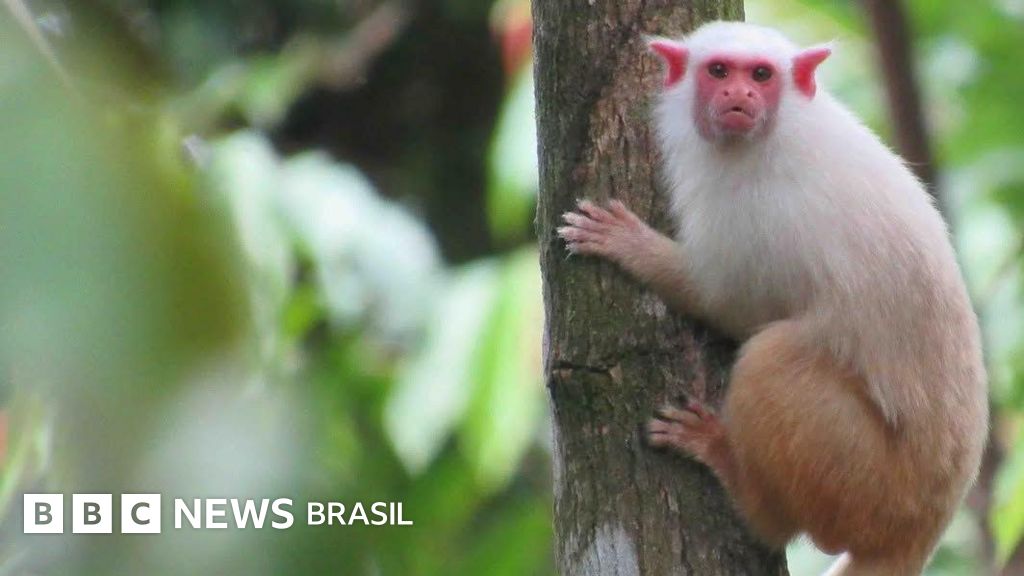 A corrida contra o tempo para descobrir espécies da Amazônia antes que desapareçam