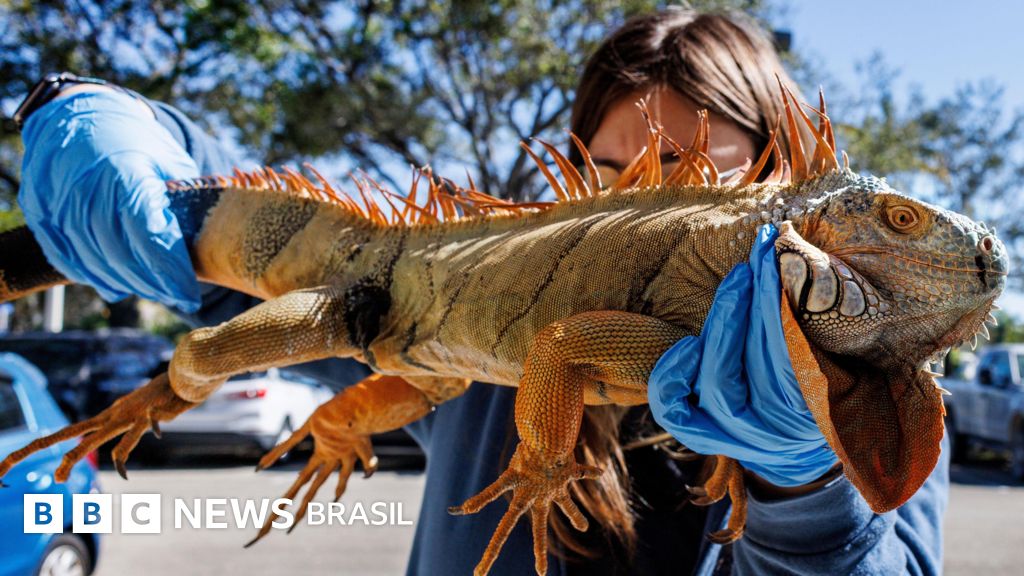 O fenômeno que explica por que iguanas estão despencando de árvores com onda de frio na Flórida