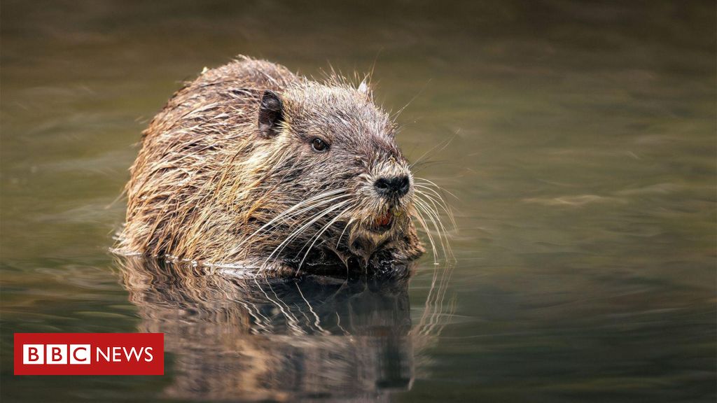 O experimento soviético que levou animais da América do Sul ao Cáucaso e acabou em desastre ambiental