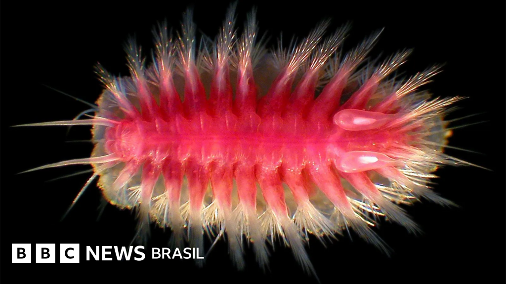 As estranhas criaturas submarinas que devoram baleias